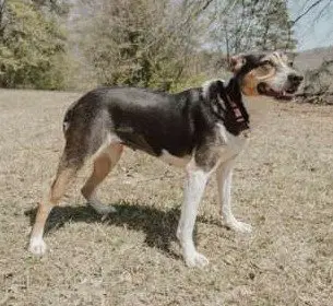 Daisey image 4