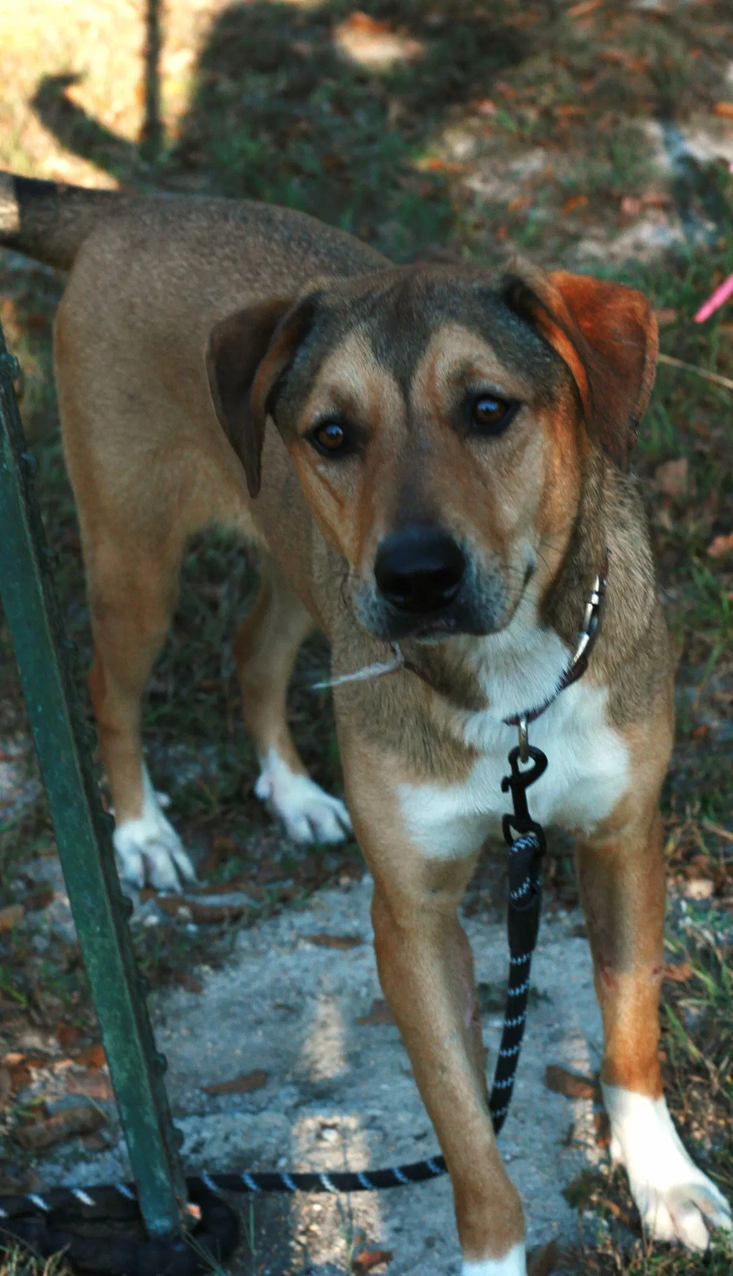 Nora image 4