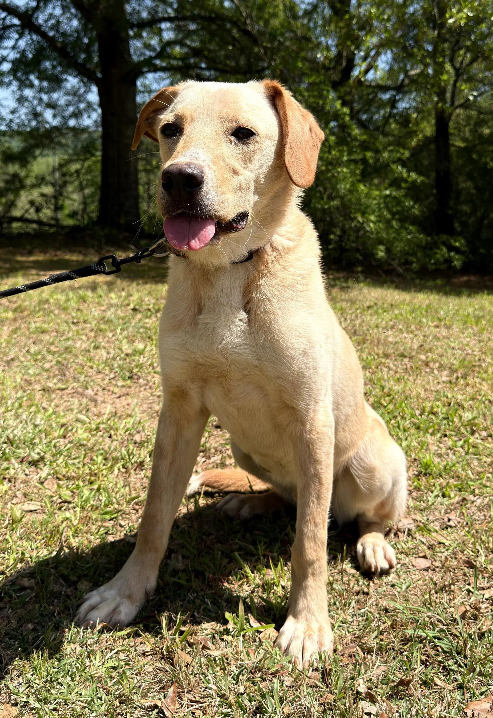 Coosa - Labrador Retriever