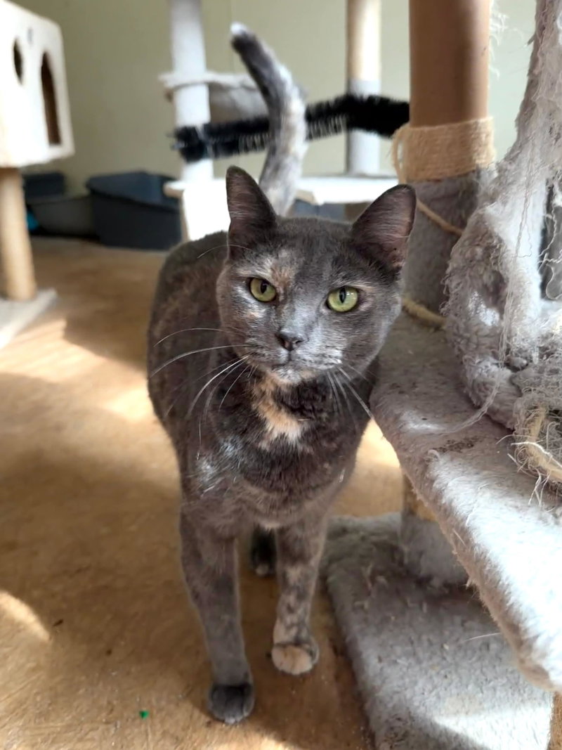 Gracie, a young female cat up for adoption
