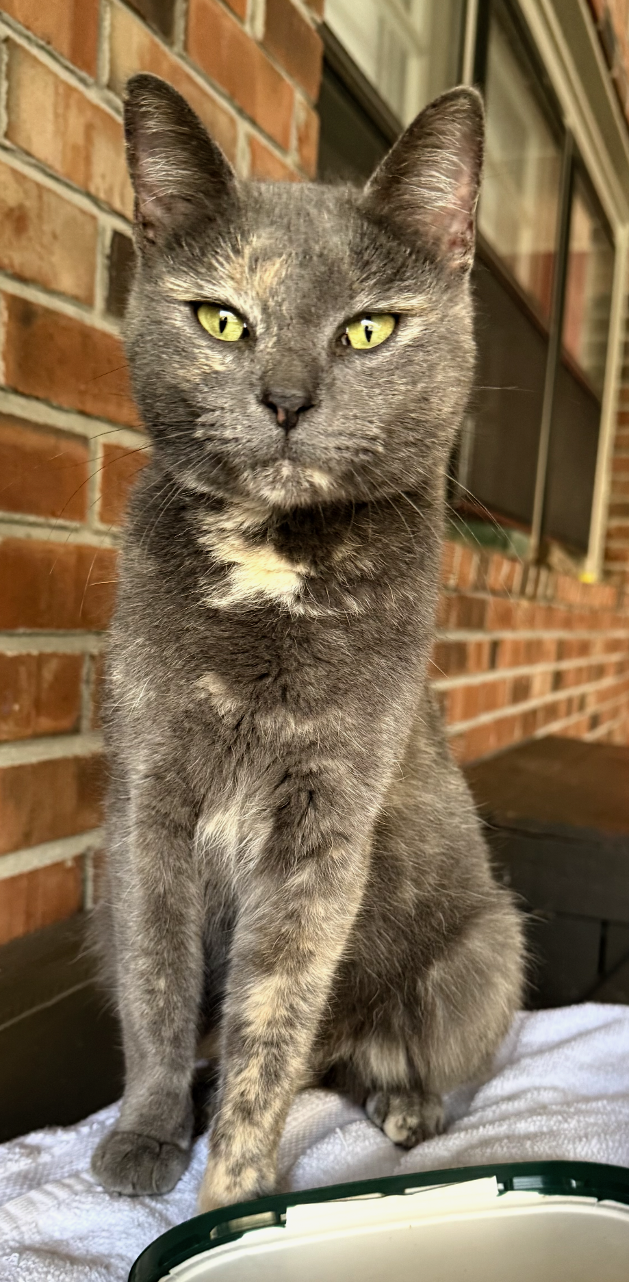 Gracie, photo 2