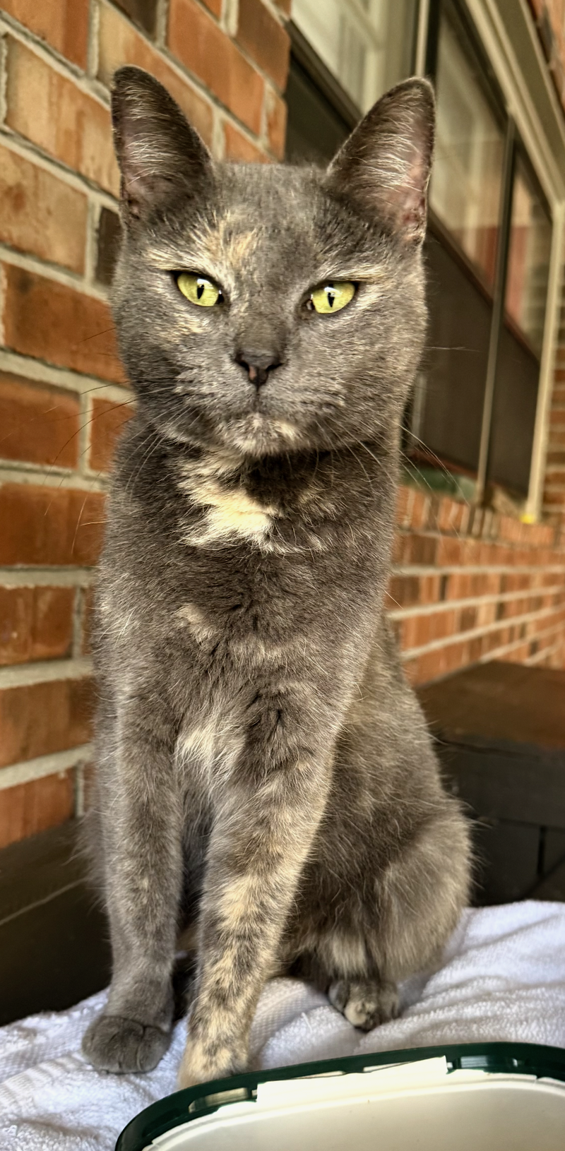 Gracie, photo 2