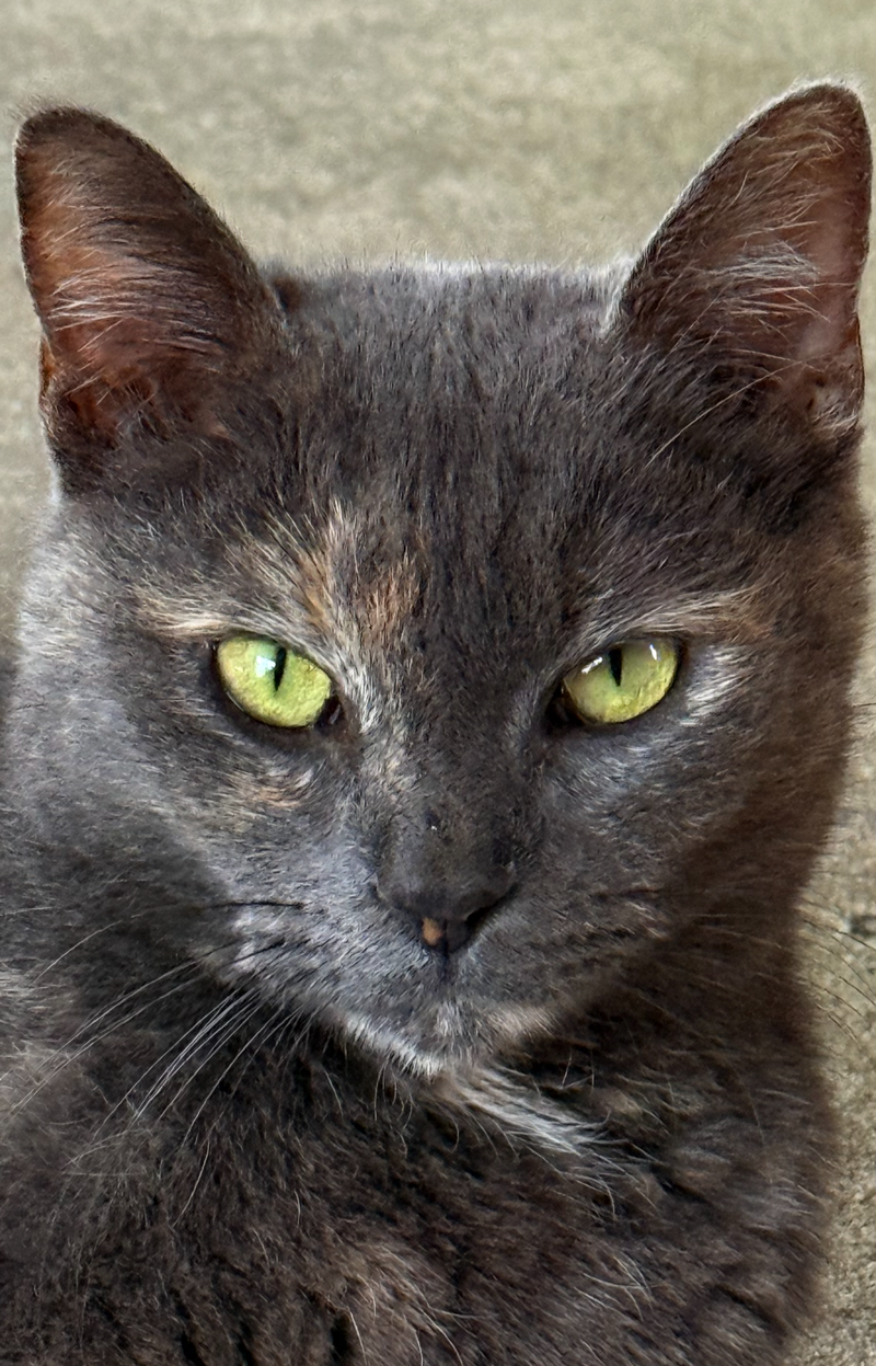 Gracie, photo 3