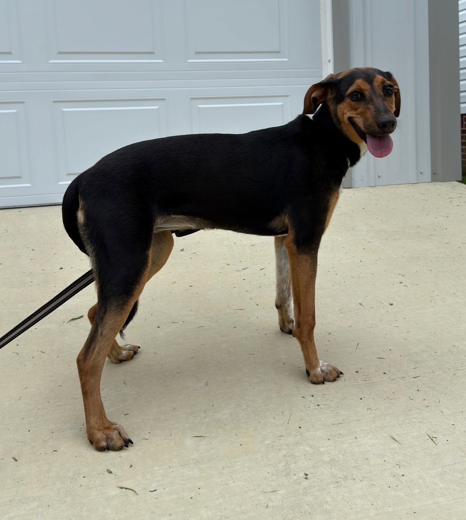 Ruby, photo 2