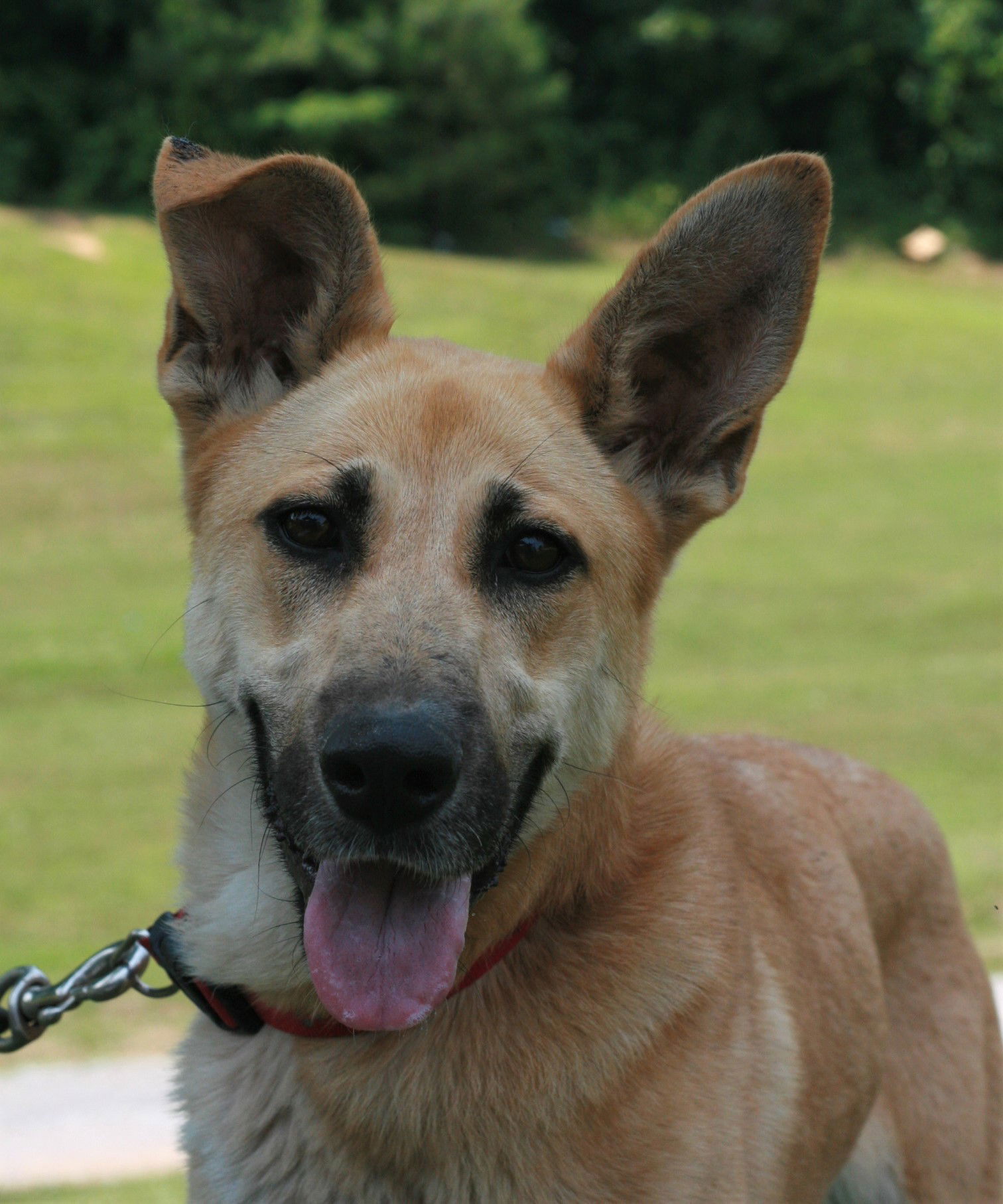 Skye, photo 7