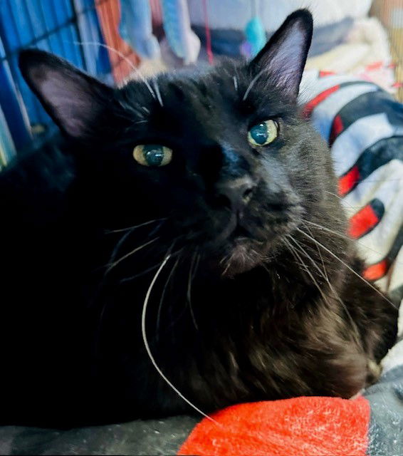 adoptable Cat in Eureka, MO named Cadfael