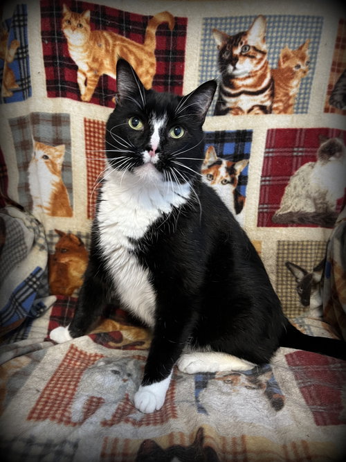 Bennie, Adult Domestic Short Hair (short coat), cat for adoption in St. Peters, Missouri