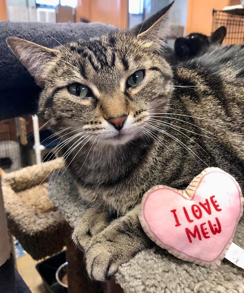 Strawberry, Senior Domestic Short Hair (short coat), cat for adoption in St. Peters, Missouri