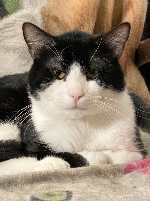Domino (bonded with DB), Adult Domestic Short Hair (short coat), cat for adoption in St. Peters, Missouri