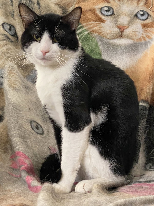 Domino (bonded with DB)