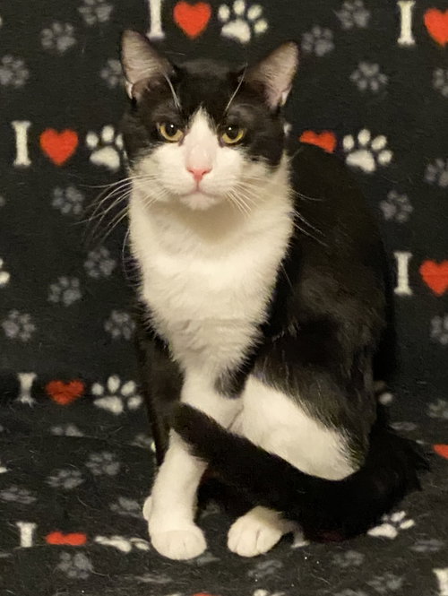 Photo 2 of Domino (bonded with DB)
