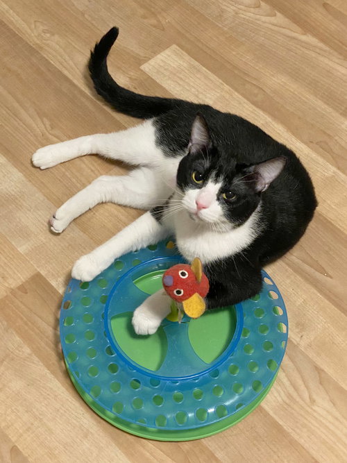 DB (bonded with Domino), Adult Domestic Short Hair (short coat), cat for adoption in St. Peters, Missouri