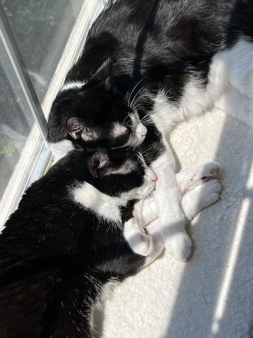 Photo 2 of DB (bonded with Domino)