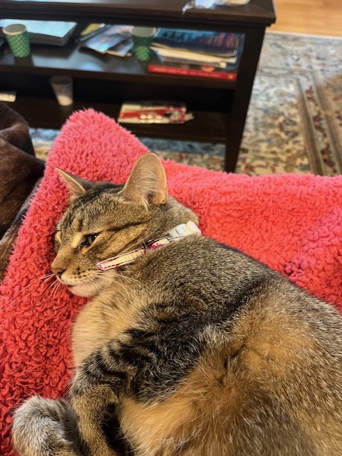 Tabitha