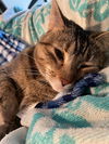adoptable Cat in Eureka, MO named Tabitha