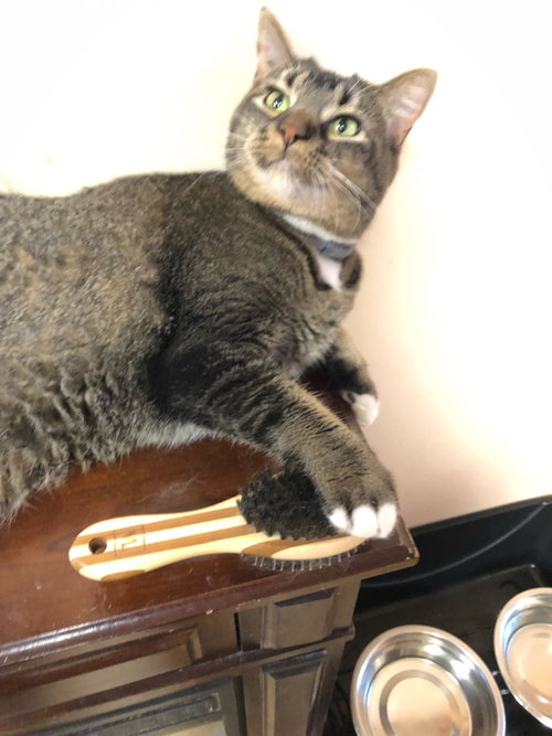 Luna photo 10