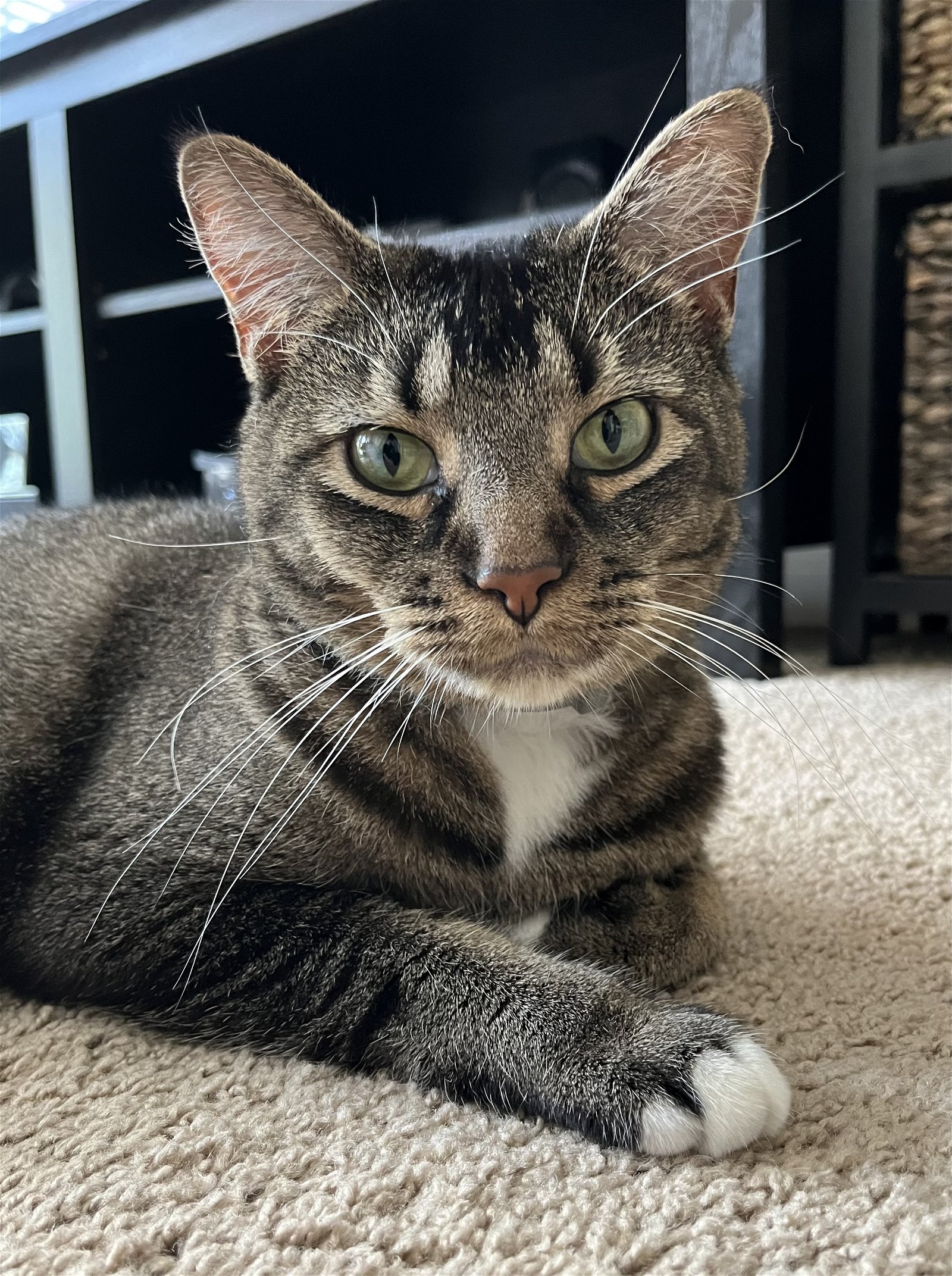 adoptable Cat in Saint Louis, MO named Luna