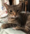 adoptable Cat in eureka, MO named Clyde (senior cat)