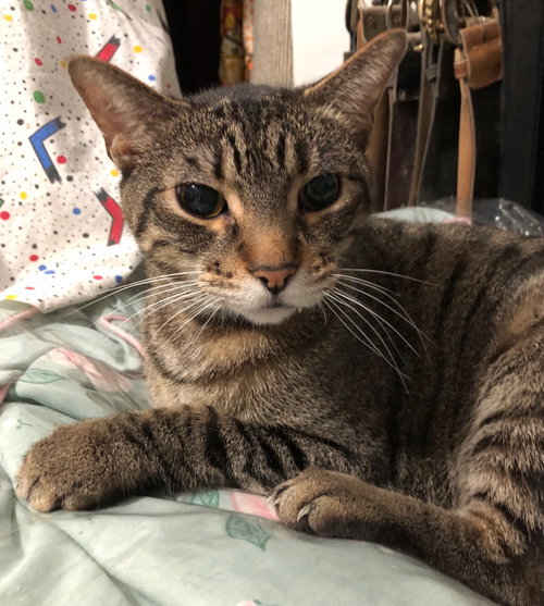 Clyde (senior cat), Senior Domestic Short Hair (short coat), cat for adoption in St. Peters, Missouri