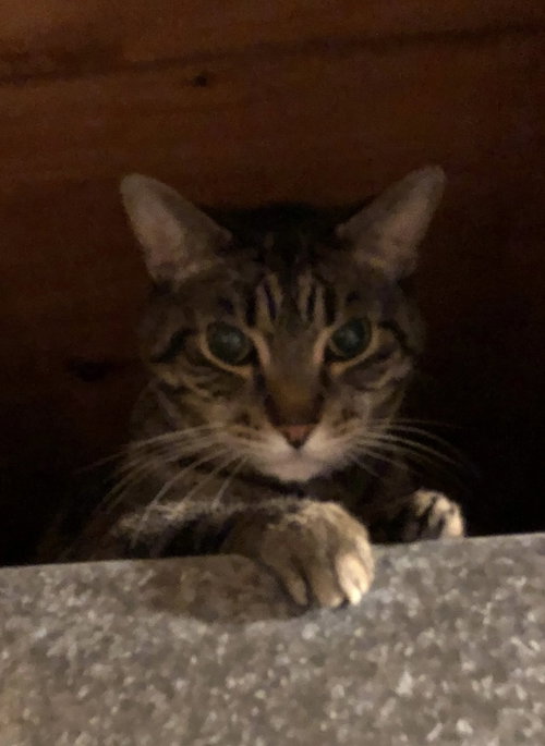 Photo 2 of Clyde (senior cat)