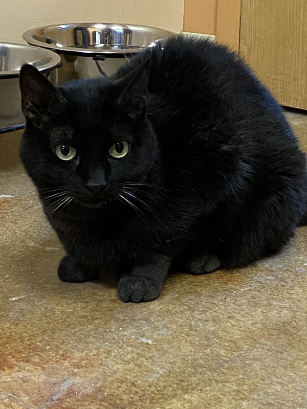 Purrcie