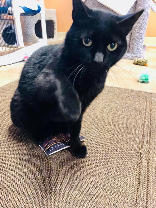 Purrcie photo 7