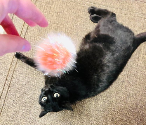 Photo 2 of Purrcie