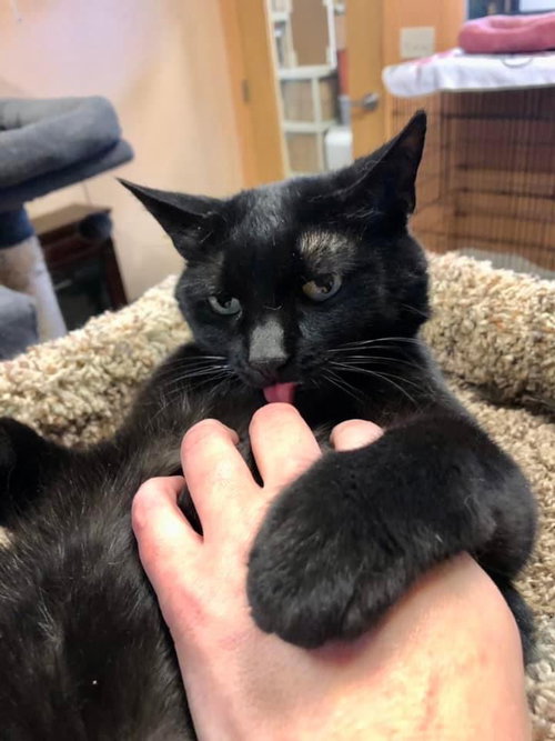 Photo 4 of Purrcie