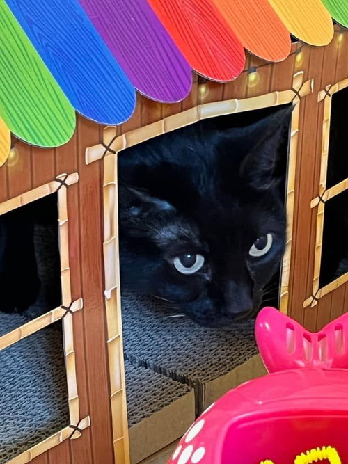 Photo 3 of Purrcie