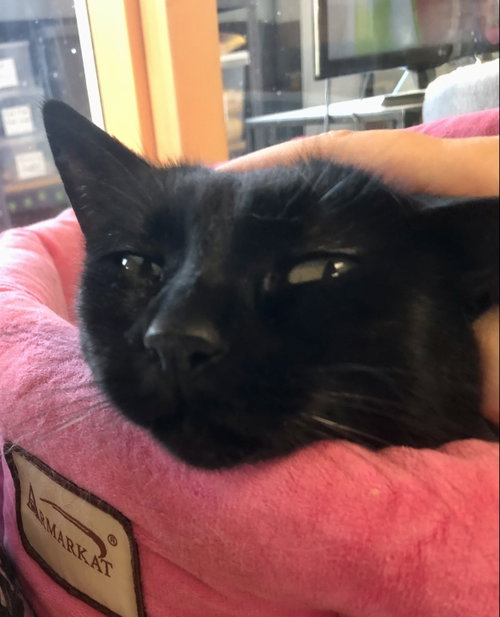 Photo 6 of Purrcie