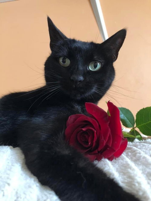 Purrcie, Adult Domestic Short Hair (short coat), cat for adoption in St. Peters, Missouri