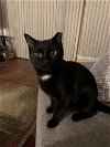 adoptable Cat in eureka, MO named Mercury
