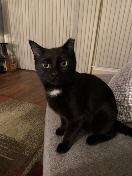 Mercury, Adult Domestic Short Hair / Mixed (short coat), cat for adoption in St. Peters, Missouri