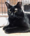 adoptable Cat in Eureka, MO named Ridgeleigh
