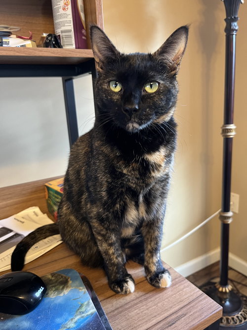 Shelly, Adult Domestic Short Hair / Mixed (short coat), cat for adoption in St. Peters, Missouri