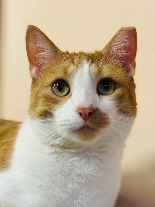 Jake, Adult Domestic Short Hair / Mixed (short coat), cat for adoption in St. Peters, Missouri