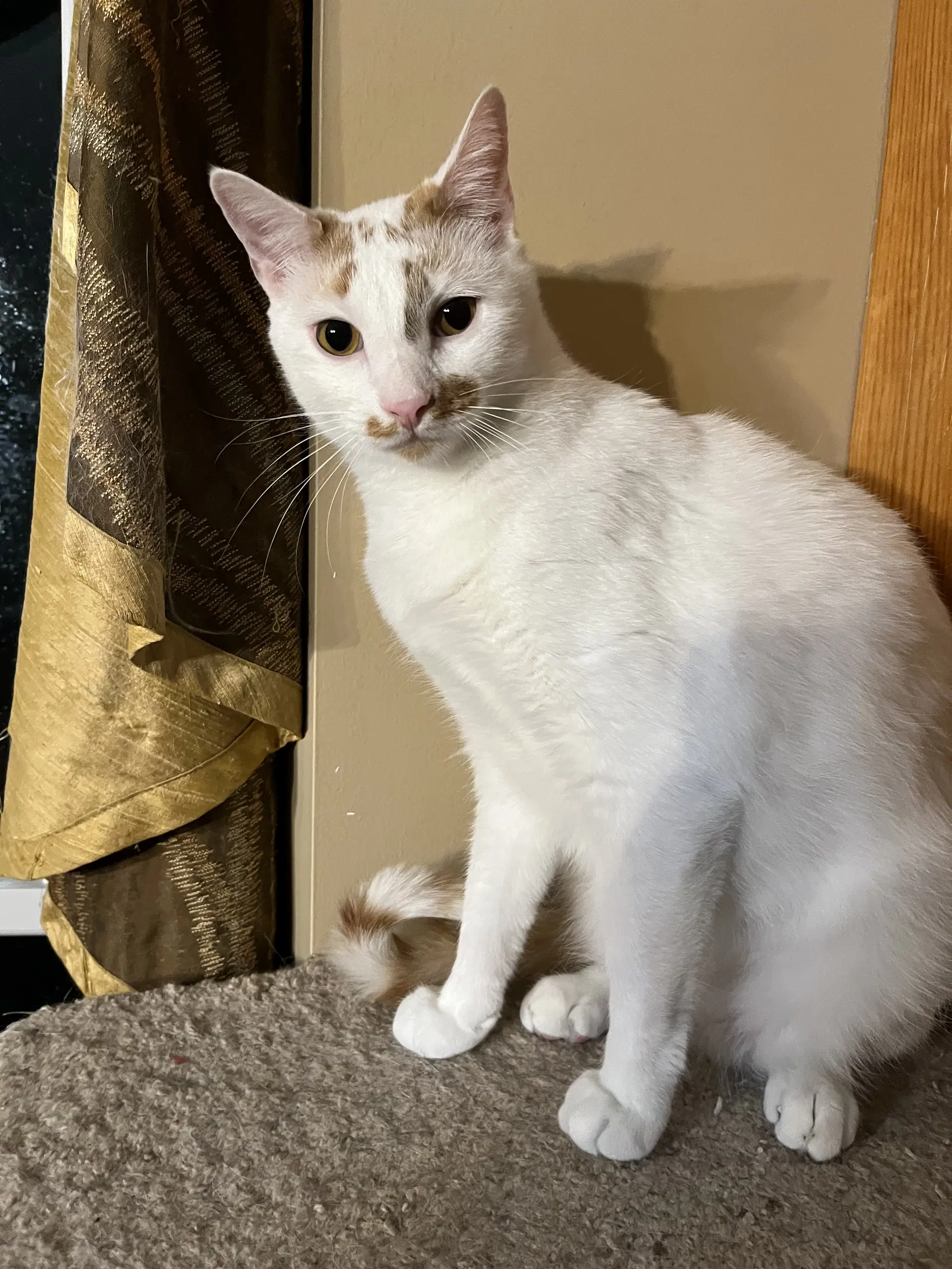 Ken - Domestic Short Hair