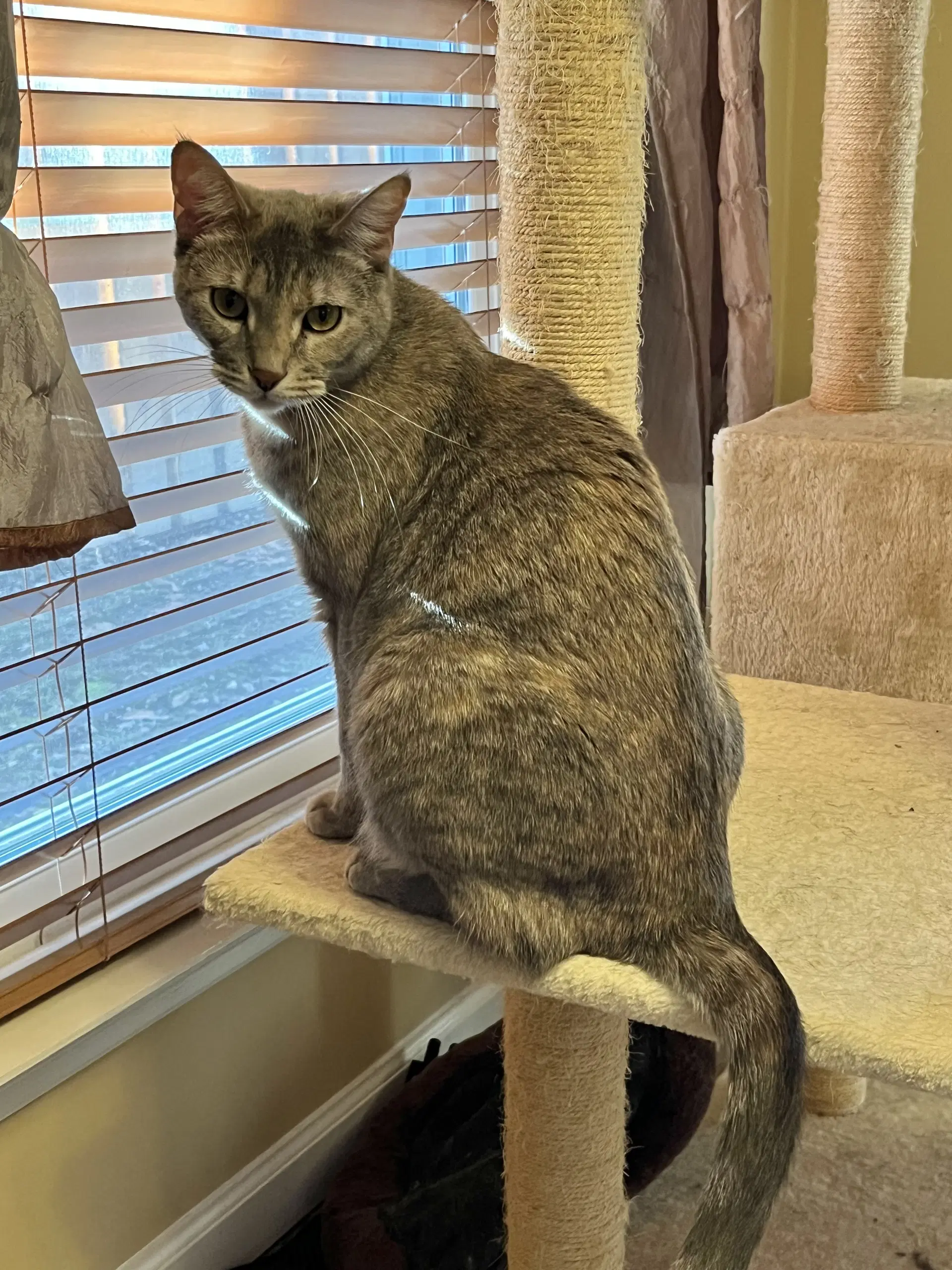 Barbie - Domestic Short Hair