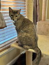 adoptable Cat in Eureka, MO named Barbie