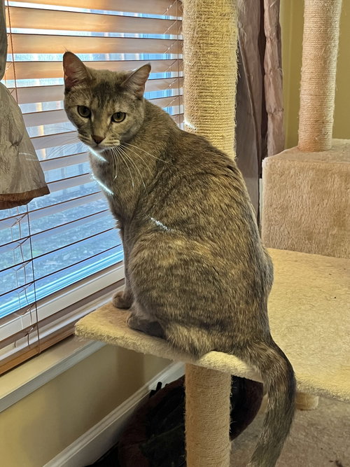 Barbie, an adoptable Domestic Short Hair in St. Louis, MO