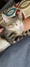 adoptable Cat in eureka, MO named LuluBelle