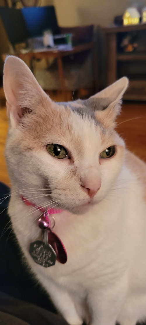 Rose & Angel, Adult Domestic Short Hair (short coat), cat for adoption in St. Peters, Missouri