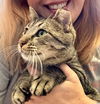 adoptable Cat in Eureka, MO named Skippy