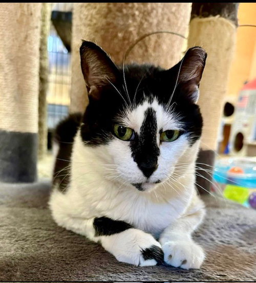 Ellie, Adult Domestic Short Hair (short coat), cat for adoption in St. Peters, Missouri