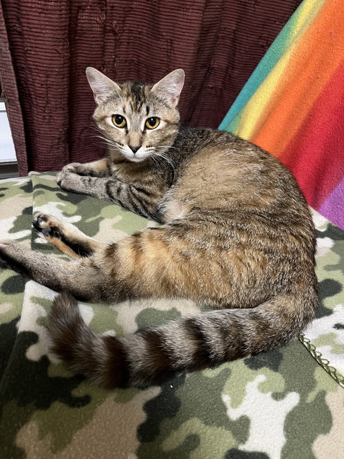 Carol Brady, Adult Domestic Short Hair / Mixed (short coat), cat for adoption in St. Peters, Missouri