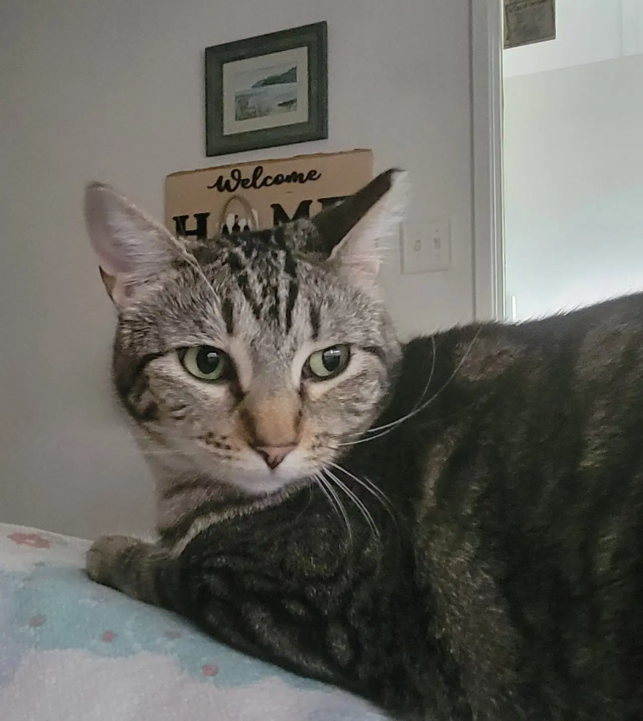 Boopsy - Tabby