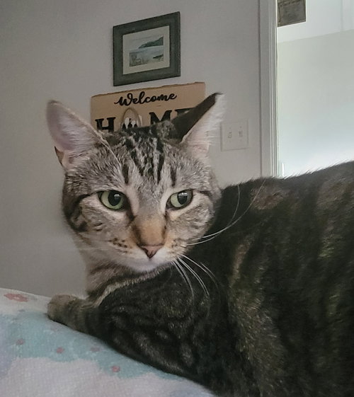 Boopsy, an adoptable Tabby in St. Louis, MO