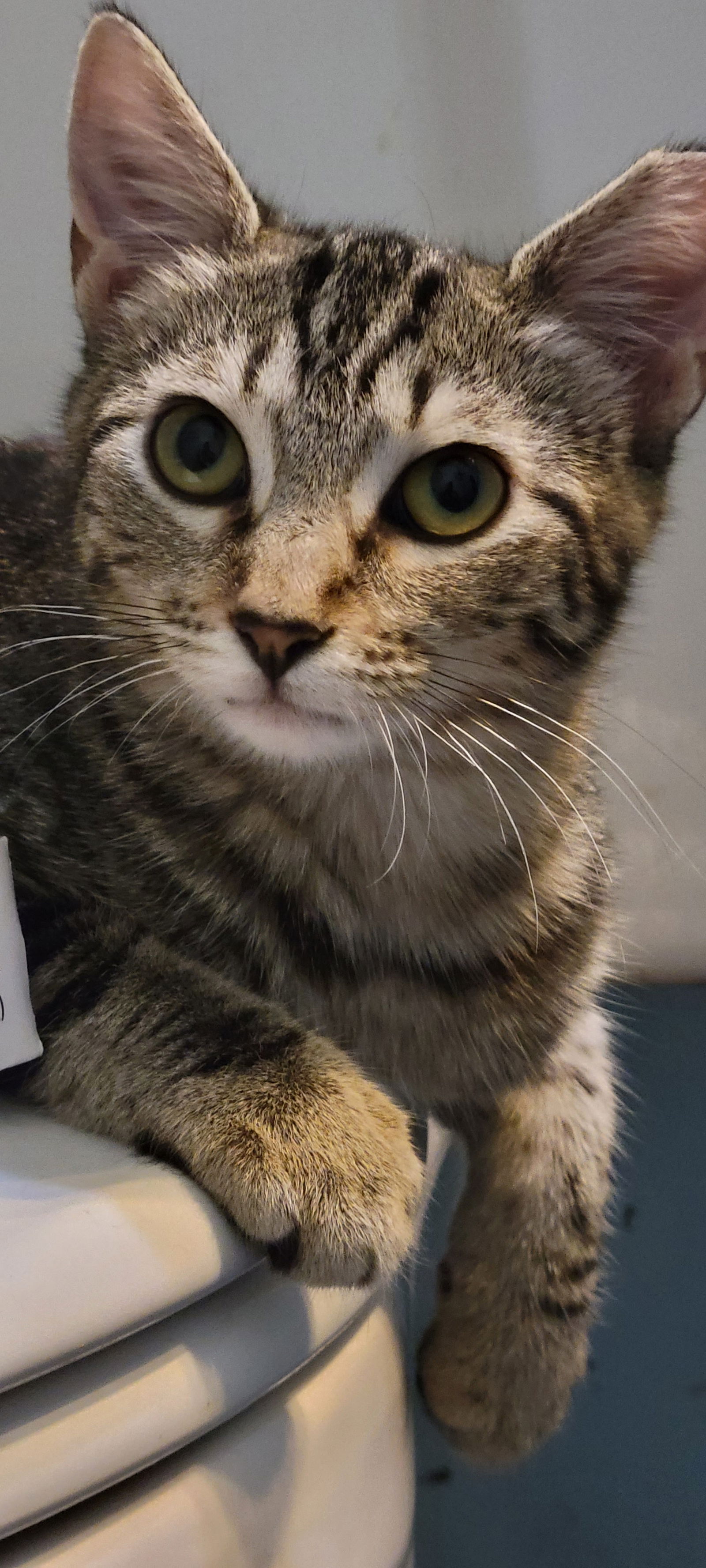 adoptable Cat in Eureka, MO named Boopsy