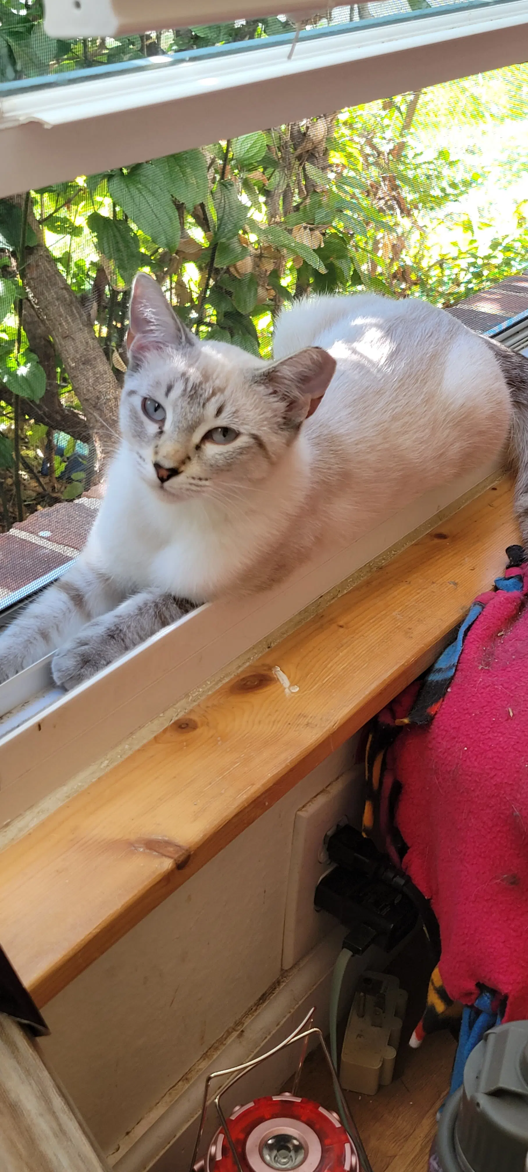 Lucy - Tabby