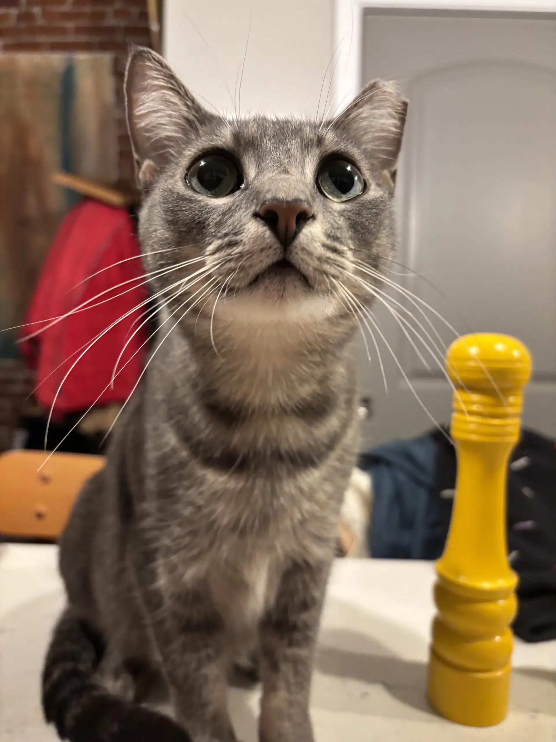 Blossom - Domestic Short Hair